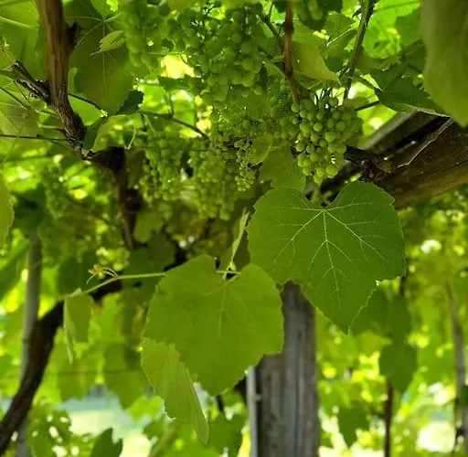 Idyllium Relais- Countryside With Panoramic Pool And Breathtaking Sea Views Hébergement de vacances La Spezia